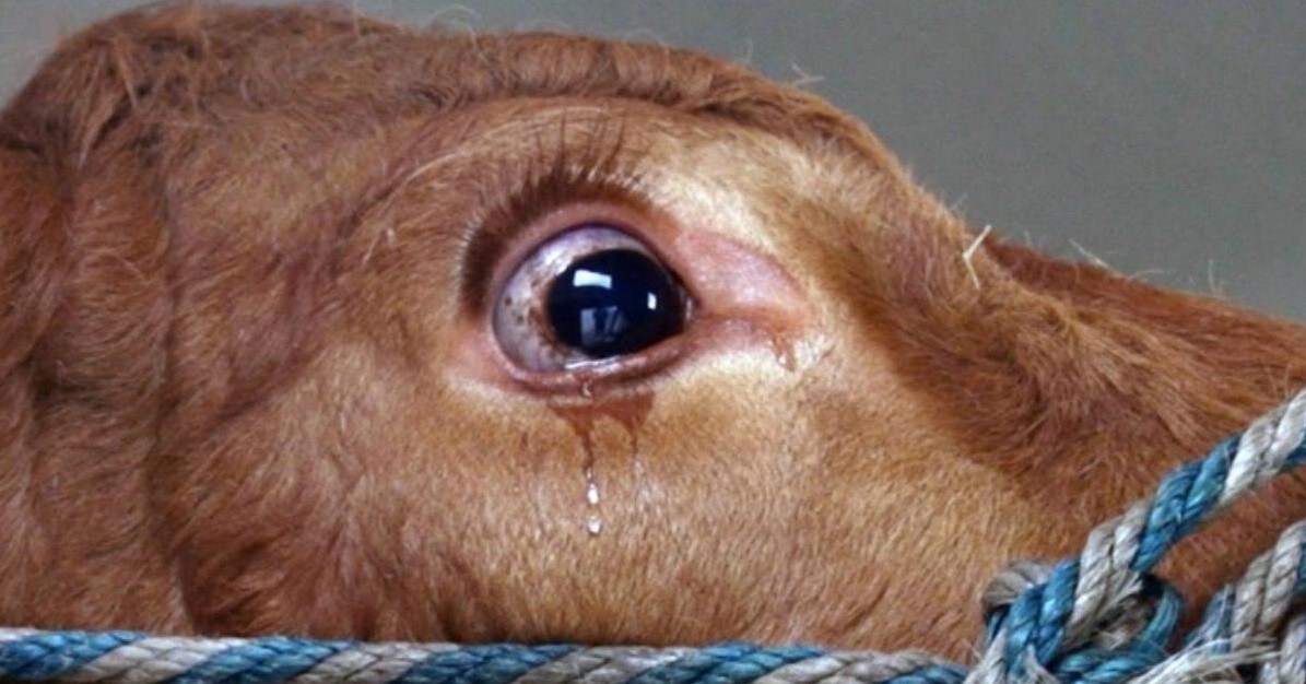 Vor Schlachter gerettete Kuh weint Angst-Tränen.	